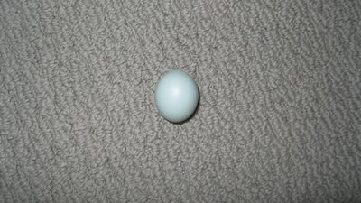 IMG_2211 (1024x575).jpg