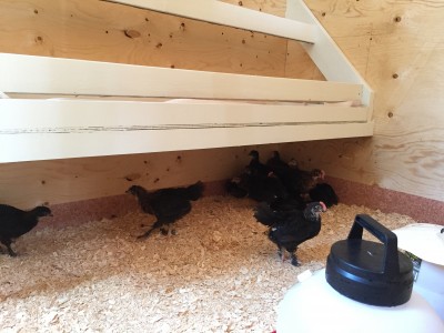 chicks-in-coop-day-1.jpg