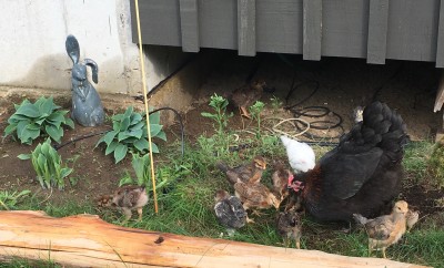 baby-chicks-with-mama-hen-day2-outside.jpg