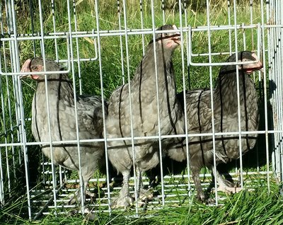 Blue Marans