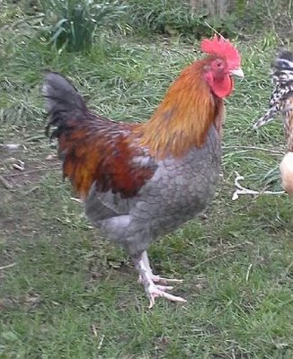 5 month old Blue Copper Marans  Cockerel