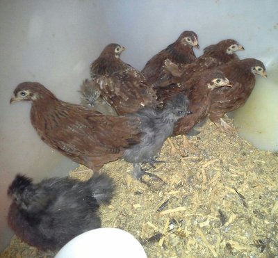 Buckeye and a few wee silkies