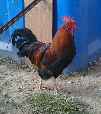 Welsummer cockerel