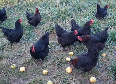 Black Copper 1 year old hens and juveniles  for sale