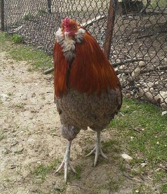 Wheaton Ameraucana Cock