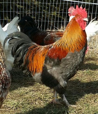 Blue Copper Marans Cockerel