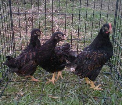 Young barnevelders