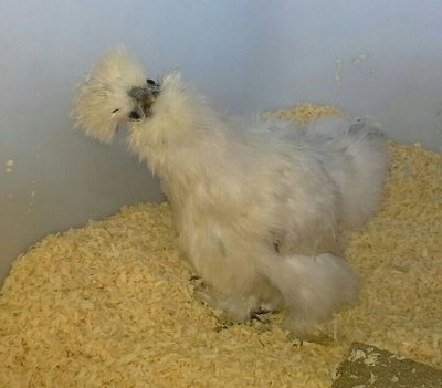 Young paint silkie