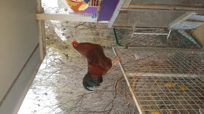 Buckeyes will take one 8 month old breeding pair and some juveniles