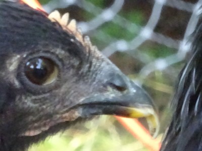 DSC04393.beak.1920x1440.jpg