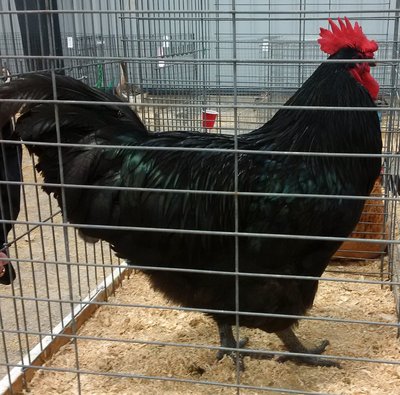 OPB2015 1Cockerel r.jpg