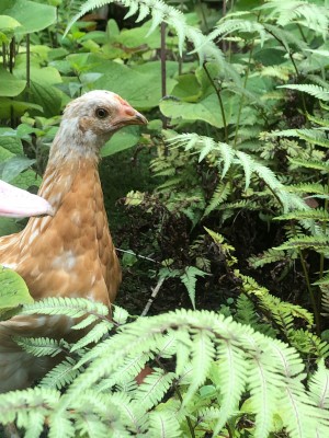 Scarlet the Rhode Island Red Mix