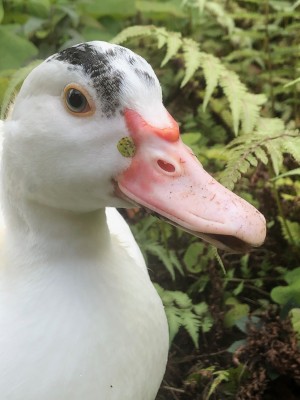 Tanwyn the Muscovy Duck