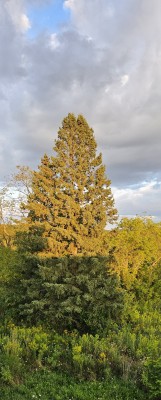 FIND THE TURKEY IN THE TREE