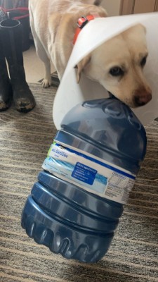Water bottle toy