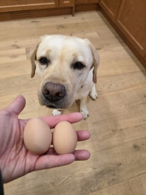 Our first two eggs from chicks hatched in May!