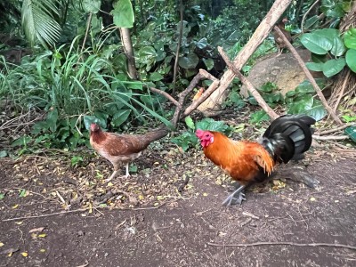 Maui chickens