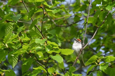 chipping sparrow 1.JPG
