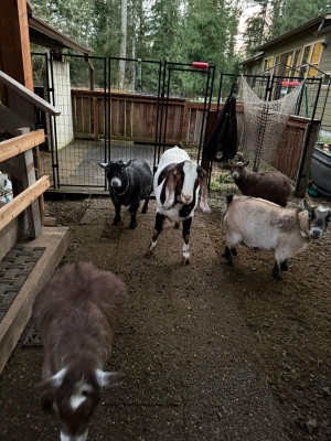MY COUSIN'S SUPER CUTE GOATS