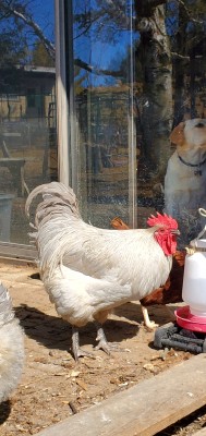 Lavender Orpington Rooster