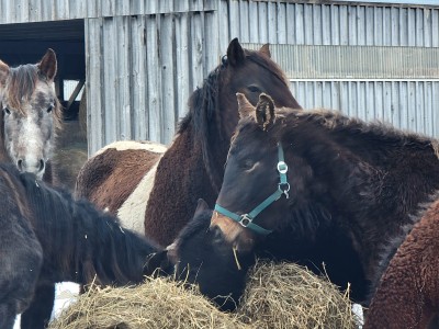 curly haired horse1.jpeg