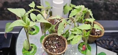 Aerogarden VS Soil what did I do wrong?