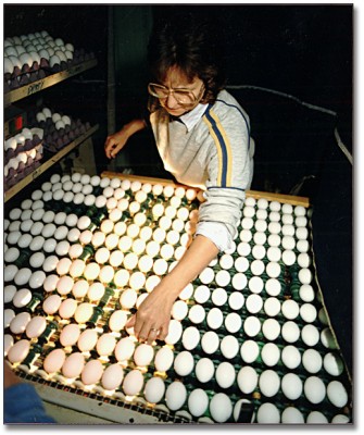 3218_inspecting_eggs_520.jpg