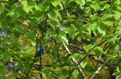 indigo bunting 1.JPG