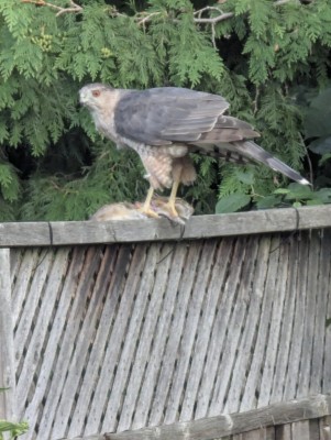 Richmond Hill Hawk
