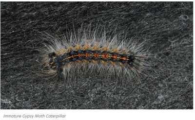 Immature Gypsy moth.JPG