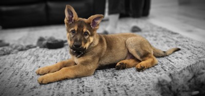 My friend's German Sheppard puppy