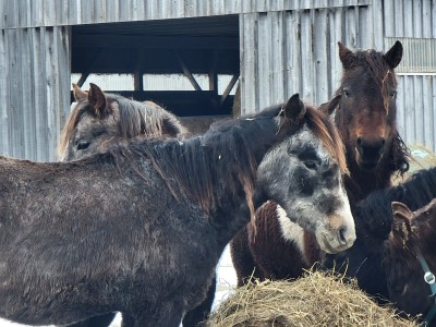 curly haired horse.jpeg