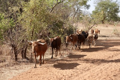 Front cow has a bell and the rest follow
