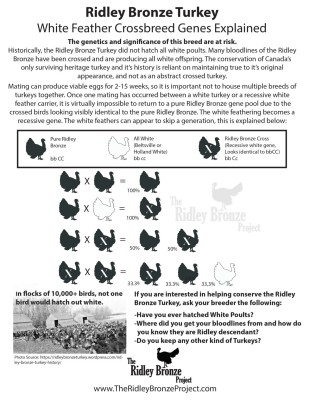 whitefeathergene-1187x1536.jpg