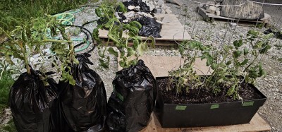 Mutant tomato experiment