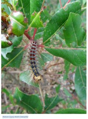 Mature Gypsy moth.JPG