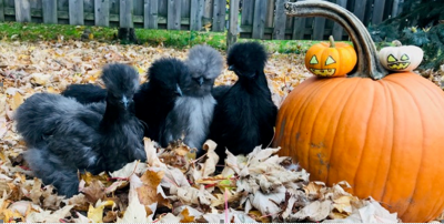 Chicks fall photo shoot.PNG