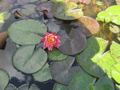 Wanvisa water lily.JPG
