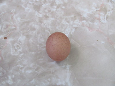 mini EO egg.JPG