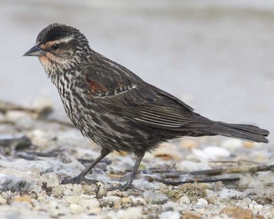 Red-winged_Blackbird_w02-47-190_l_1.jpg