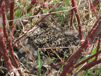 pintail duck nesting.JPG