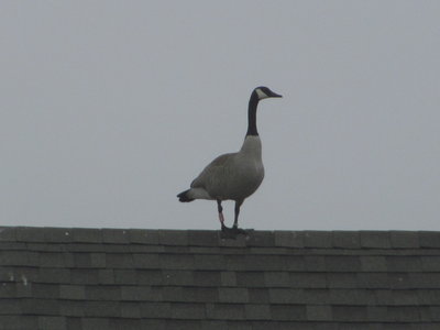 IMG_1762.JPG