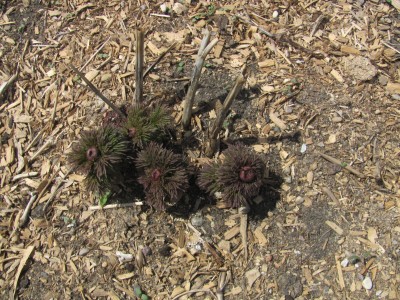 IMG_2041 fern leaf peony shoots.JPG