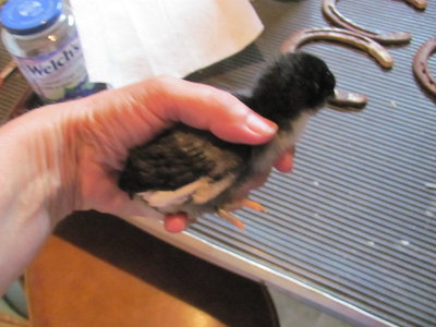 Black AM boy with white on wings3.JPG