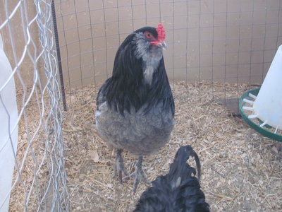Big blue AM roo3.JPG