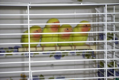 Four babies2.jpg