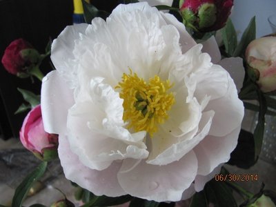 Miss America peony.JPG