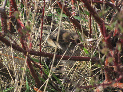 pintail duck nesting in center of dogwood2.JPG