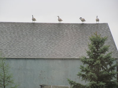 geese on shop.JPG