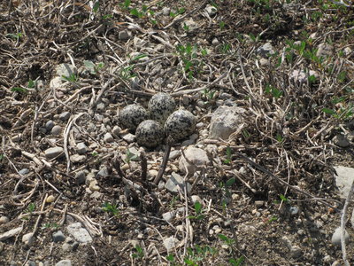 killdeer nest.JPG